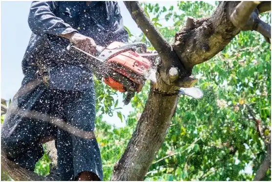 tree services Titusville
